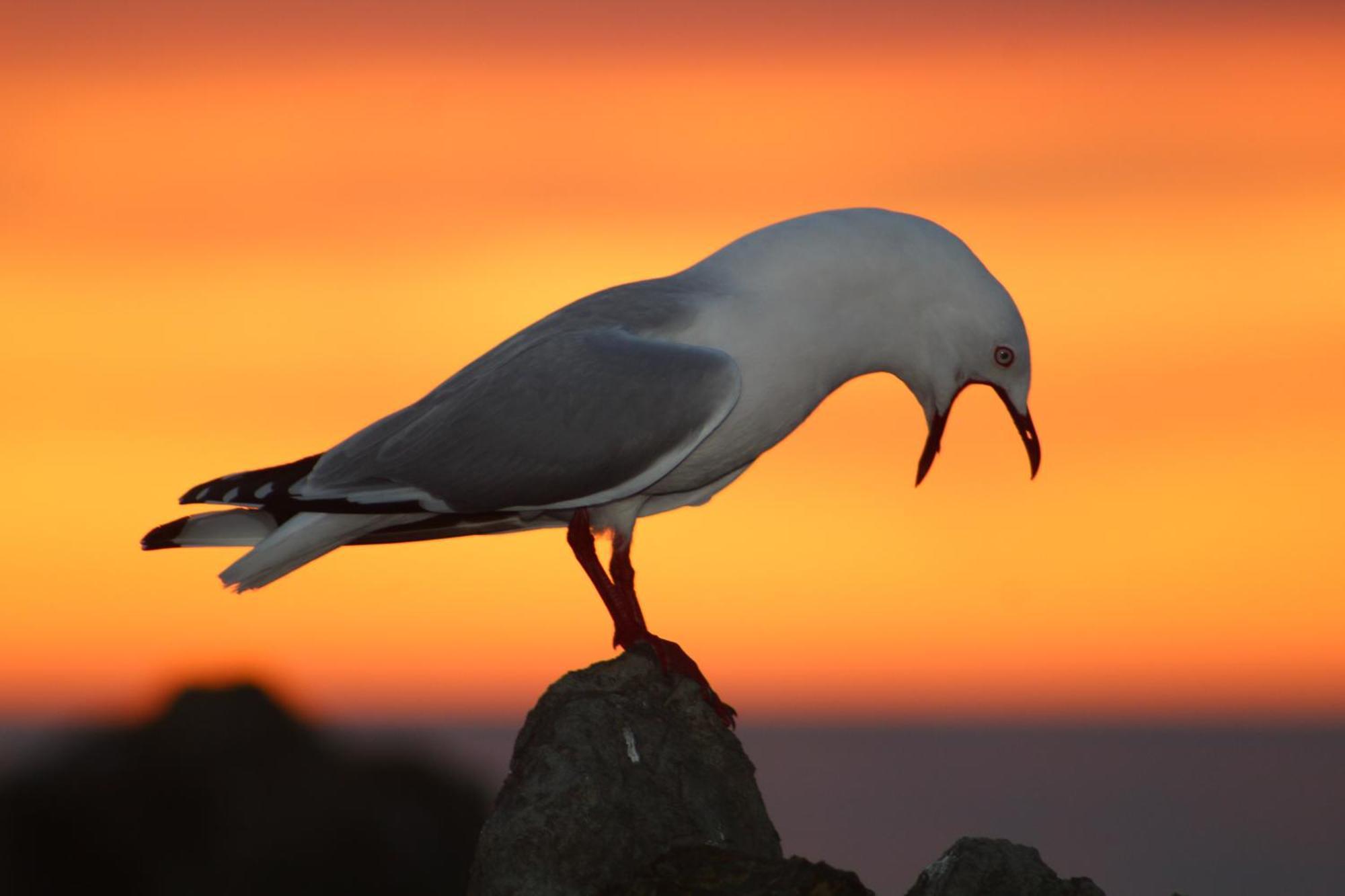 Sierra Beachfront Motel Kaikoura Bagian luar foto